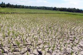 TIDAK ADA HUJAN SAWAH JADI KERING 